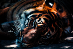 Tiger Closeup1692810937 300x200 - Tiger Closeup - Tiger, Lizard, Closeup